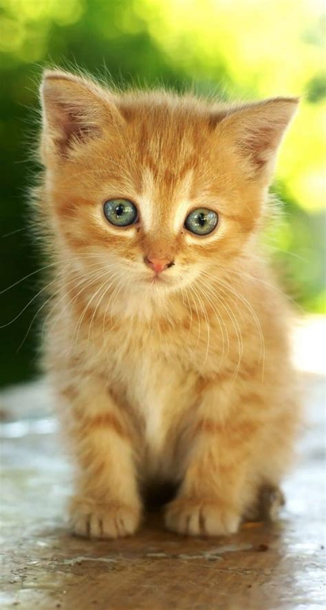 photos de chaton mignon.